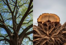 Durante años, el abuelo no permitió que nadie se acercara a ese viejo árbol. Solo después de su muerte la familia descubrió la impactante verdad…