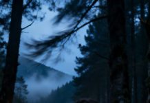 Tenía frío, las manos llenas de leña, cuando escuché la voz de mi madre entre los árboles: “Si quiere sobrevivir, ya se las arreglará.” Mi corazón se detuvo.